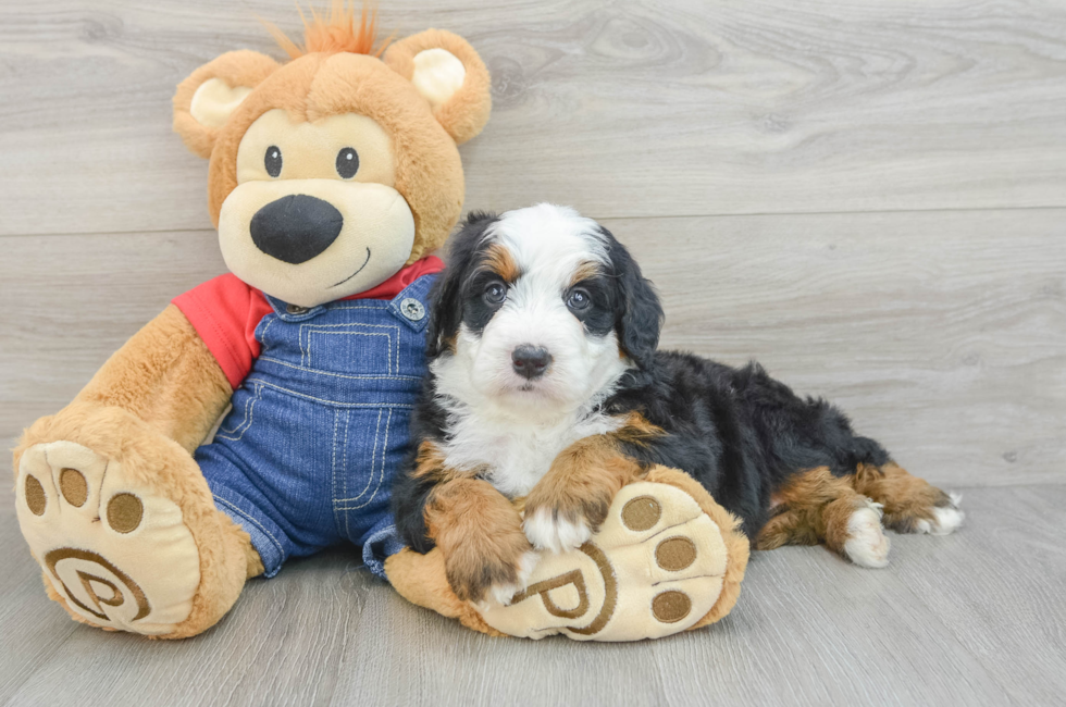 5 week old Mini Bernedoodle Puppy For Sale - Windy City Pups