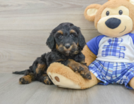 7 week old Mini Bernedoodle Puppy For Sale - Windy City Pups