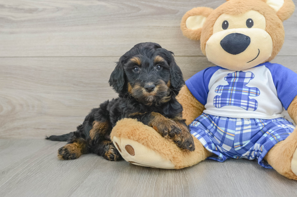 6 week old Mini Bernedoodle Puppy For Sale - Windy City Pups