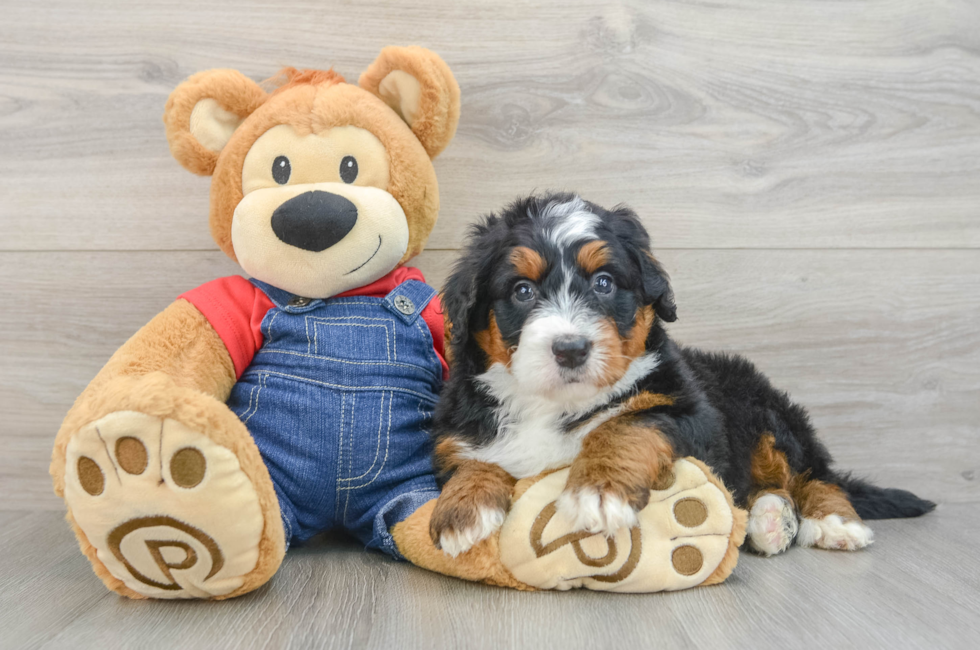 5 week old Mini Bernedoodle Puppy For Sale - Windy City Pups