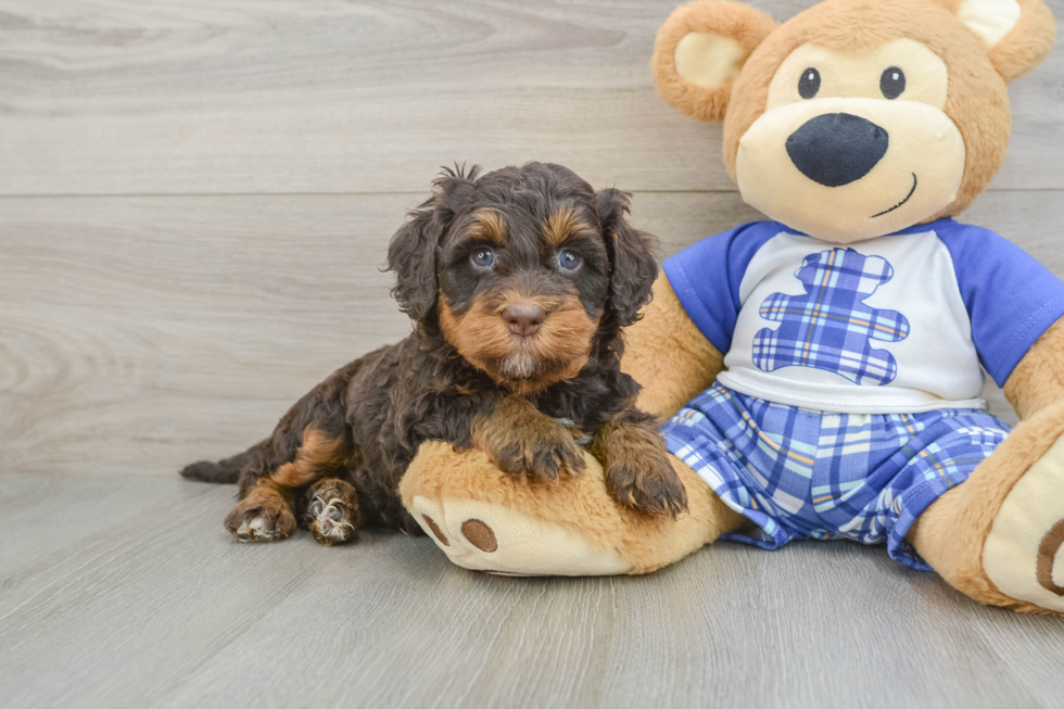 Little Mini Bernese Poodle Poodle Mix Puppy