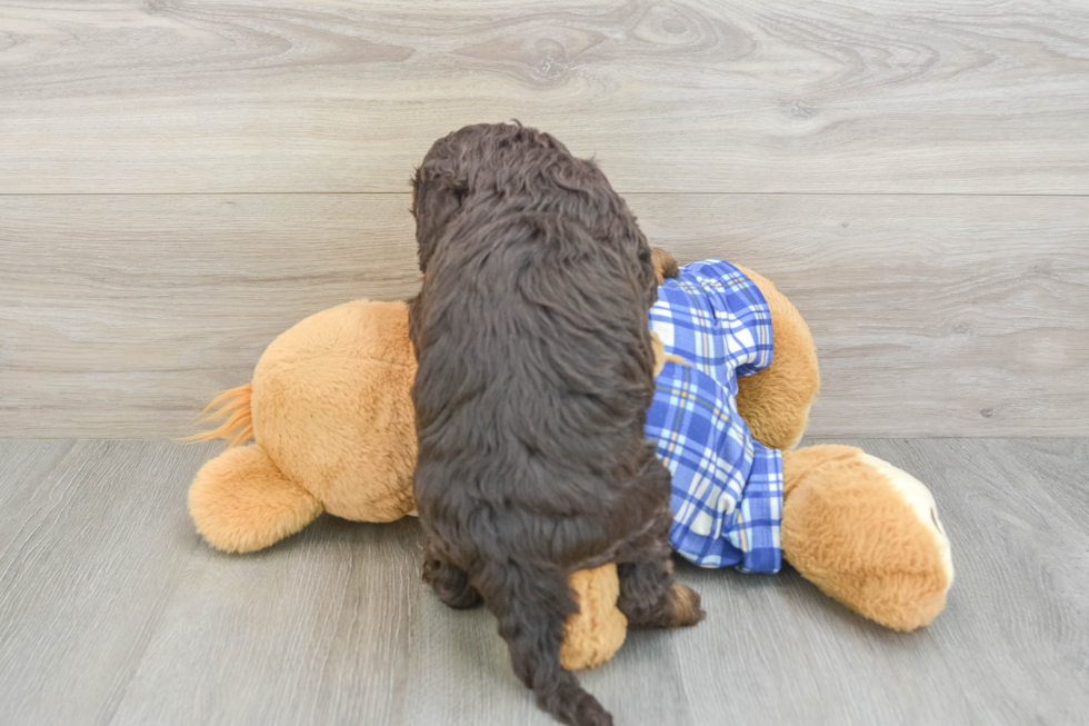 Cute Mini Bernedoodle Baby