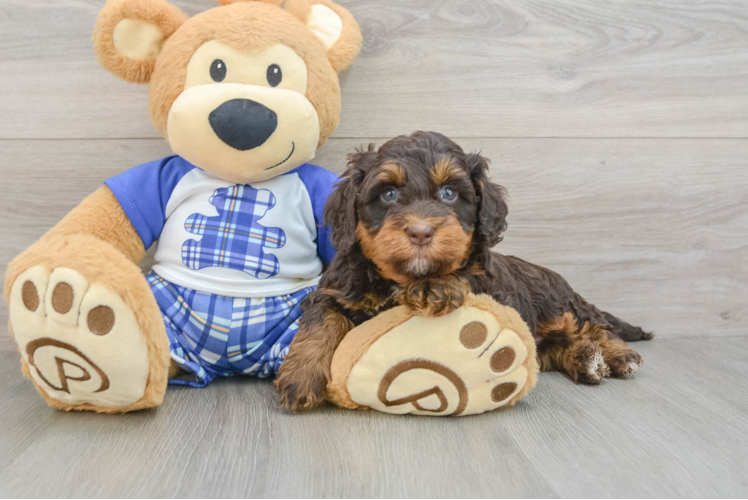 Best Mini Bernedoodle Baby