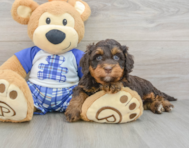 7 week old Mini Bernedoodle Puppy For Sale - Windy City Pups