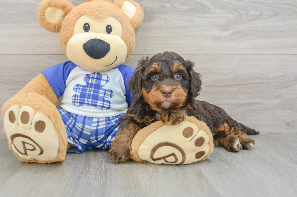 6 week old Mini Bernedoodle Puppy For Sale - Windy City Pups
