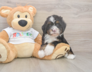 8 week old Mini Bernedoodle Puppy For Sale - Windy City Pups