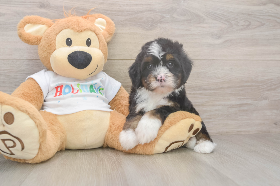 7 week old Mini Bernedoodle Puppy For Sale - Windy City Pups