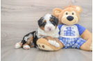 Best Mini Bernedoodle Baby