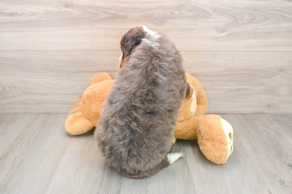 Best Mini Bernedoodle Baby