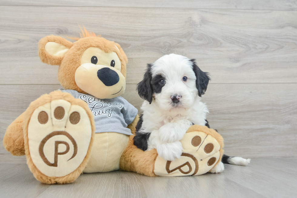 Sweet Mini Bernedoodle Baby