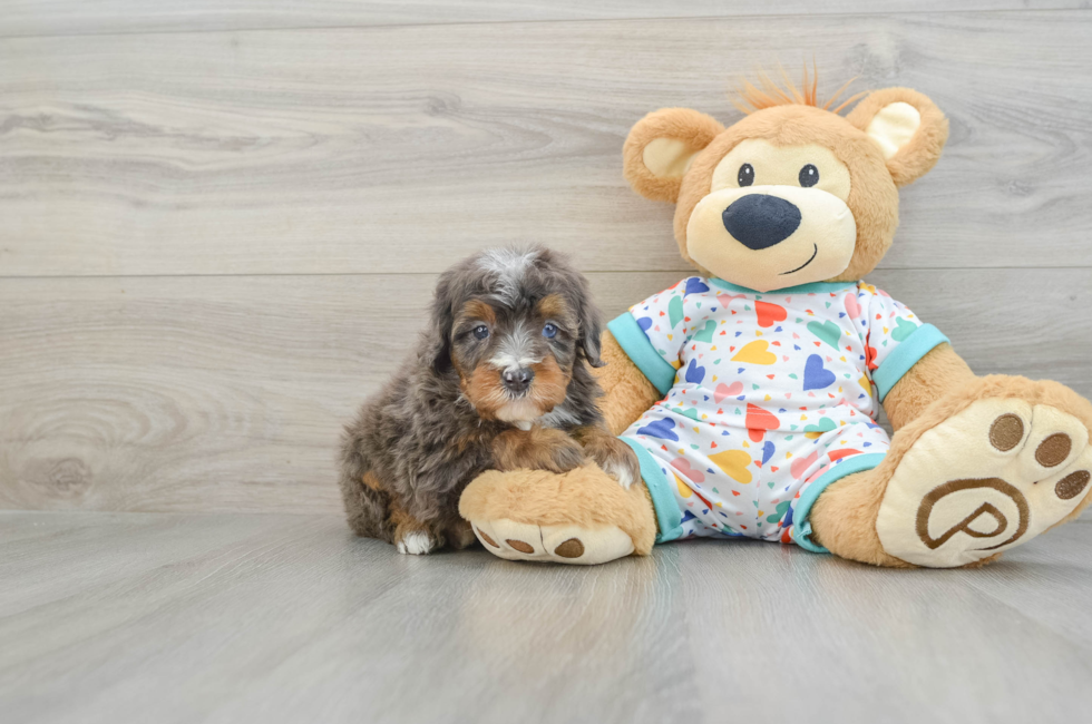 7 week old Mini Bernedoodle Puppy For Sale - Windy City Pups