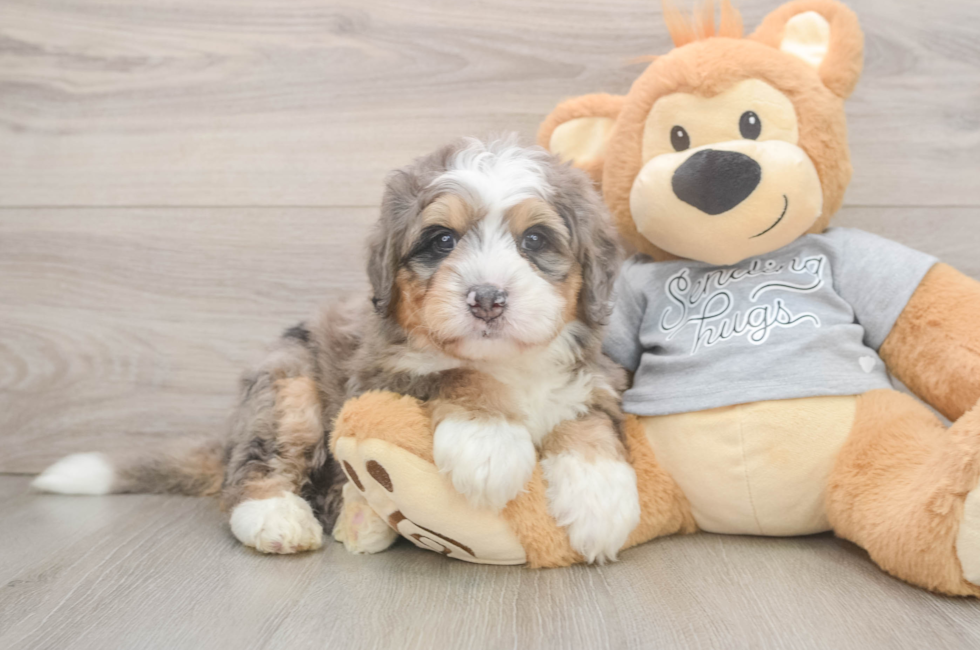 5 week old Mini Bernedoodle Puppy For Sale - Windy City Pups