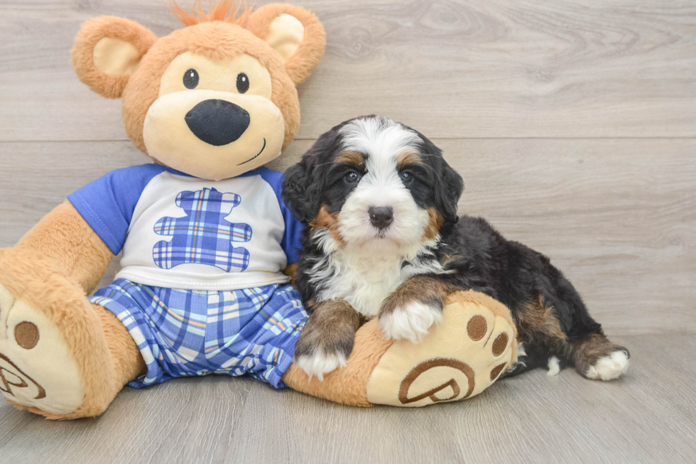 Best Mini Bernedoodle Baby