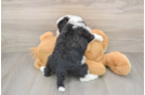 Mini Bernedoodle Puppy for Adoption