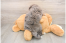 Mini Bernedoodle Puppy for Adoption