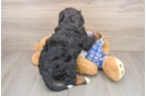 Fluffy Mini Bernedoodle Poodle Mix Pup