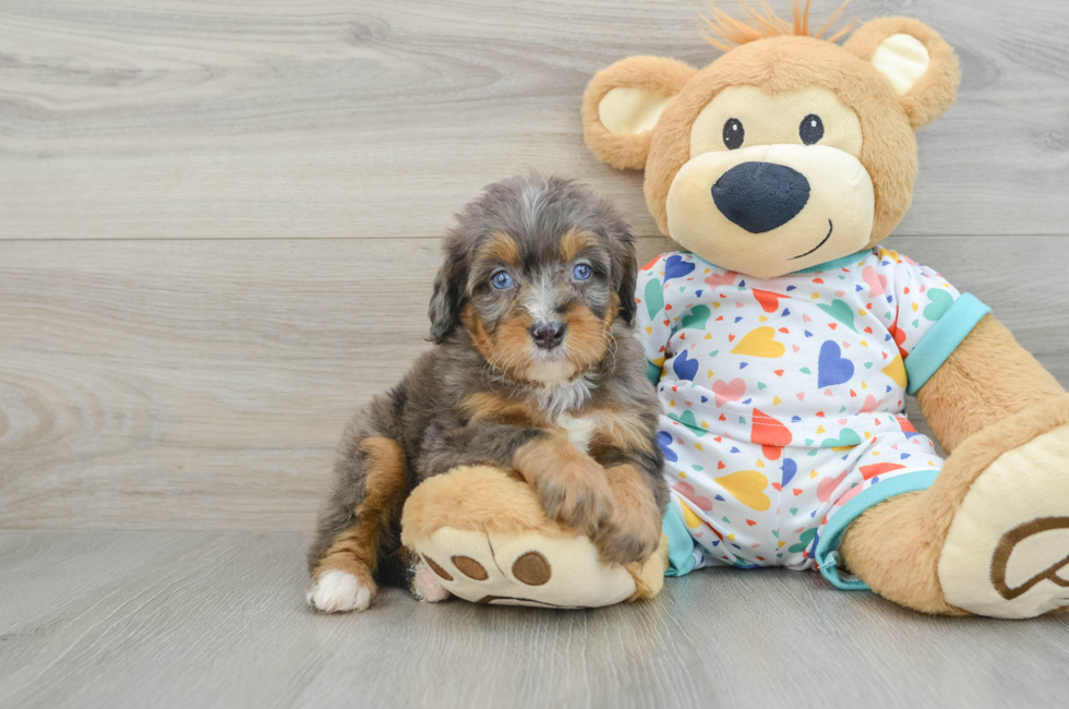 7 week old Mini Bernedoodle Puppy For Sale - Windy City Pups