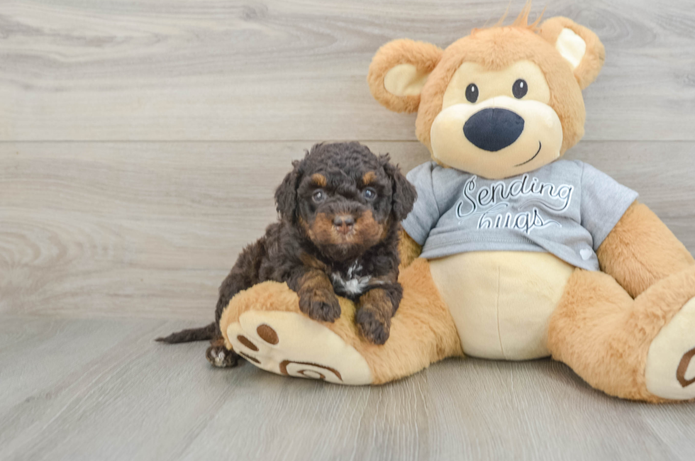 6 week old Mini Bernedoodle Puppy For Sale - Windy City Pups