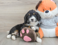6 week old Mini Bernedoodle Puppy For Sale - Windy City Pups