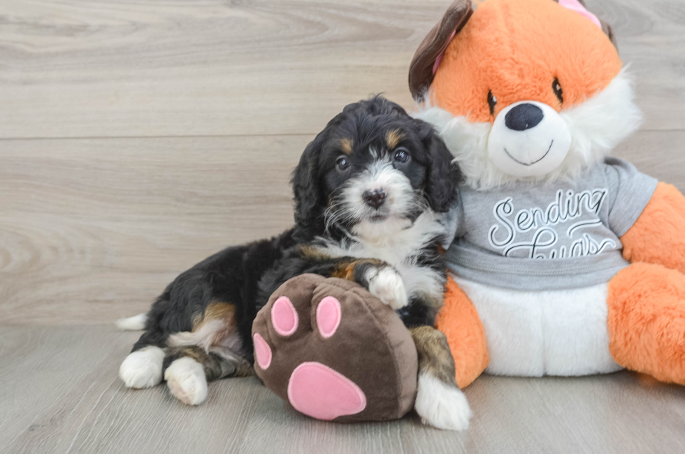 6 week old Mini Bernedoodle Puppy For Sale - Windy City Pups