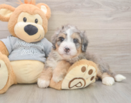 8 week old Mini Bernedoodle Puppy For Sale - Windy City Pups