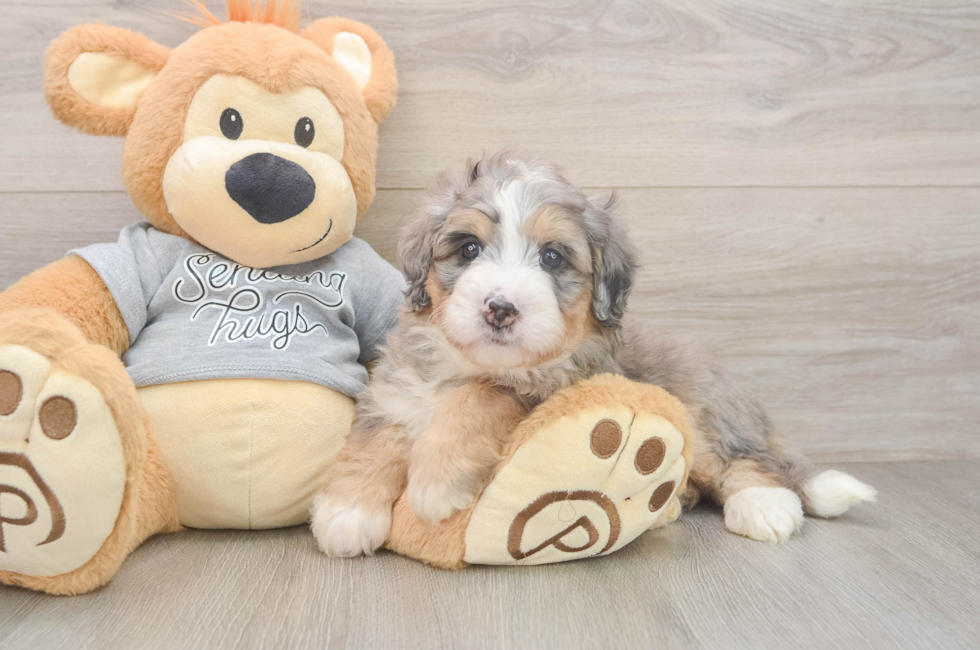 5 week old Mini Bernedoodle Puppy For Sale - Windy City Pups