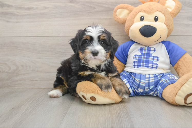 Mini Bernedoodle Puppy for Adoption