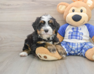 7 week old Mini Bernedoodle Puppy For Sale - Windy City Pups