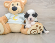 7 week old Mini Bernedoodle Puppy For Sale - Windy City Pups