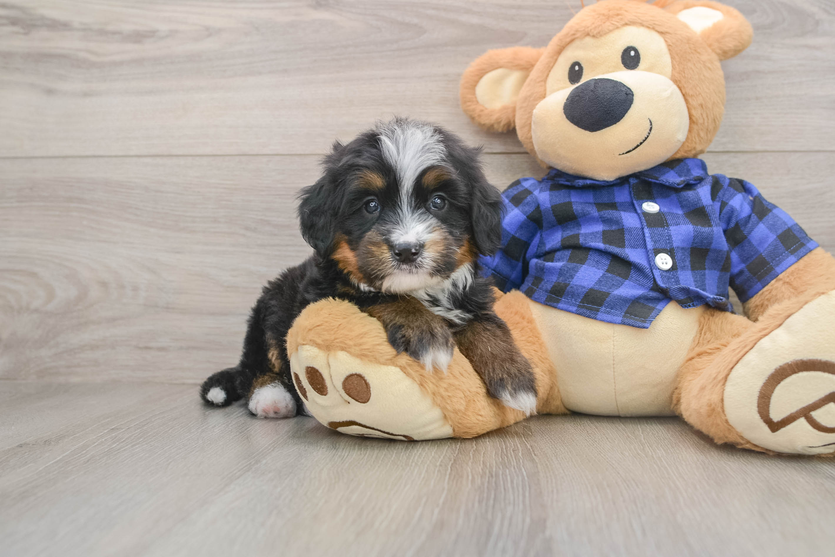 Energetic Mini Bernese Poodle Poodle Mix Puppy