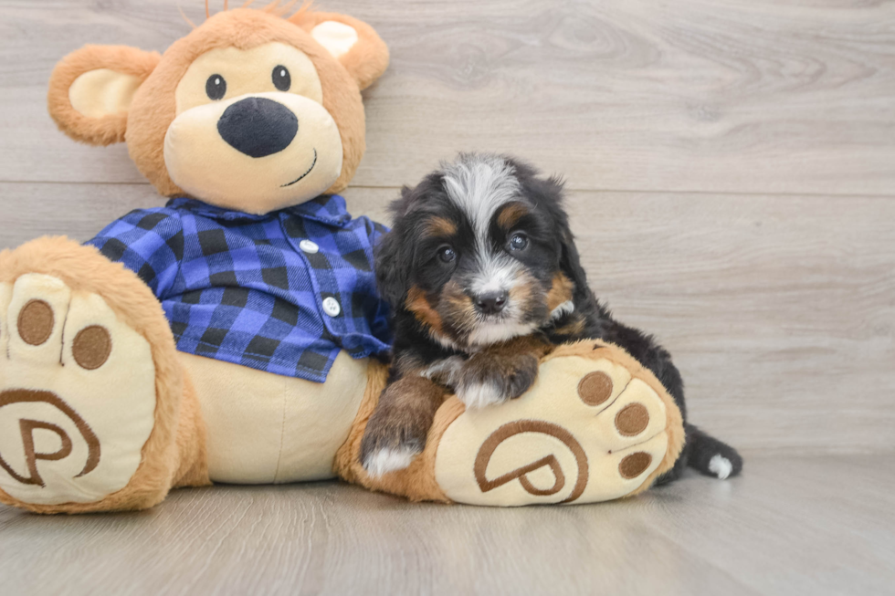 Mini Bernedoodle Pup Being Cute
