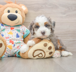 5 week old Mini Bernedoodle Puppy For Sale - Windy City Pups