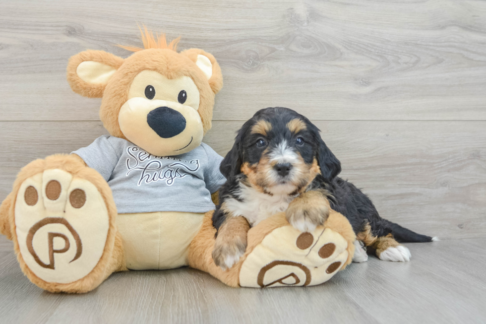 Fluffy Mini Bernedoodle Poodle Mix Pup