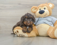8 week old Mini Bernedoodle Puppy For Sale - Windy City Pups