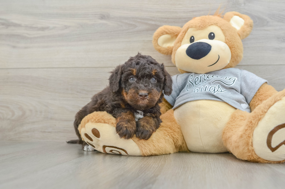 6 week old Mini Bernedoodle Puppy For Sale - Windy City Pups