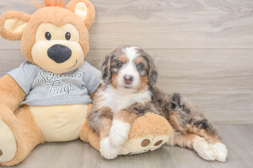 5 week old Mini Bernedoodle Puppy For Sale - Windy City Pups