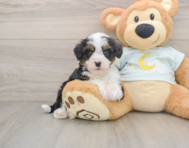 7 week old Mini Bernedoodle Puppy For Sale - Windy City Pups