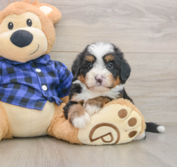 7 week old Mini Bernedoodle Puppy For Sale - Windy City Pups