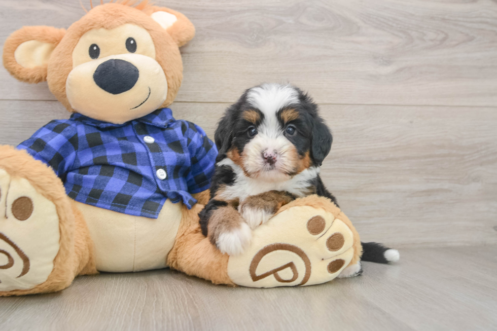 Little Mini Bernese Poodle Poodle Mix Puppy
