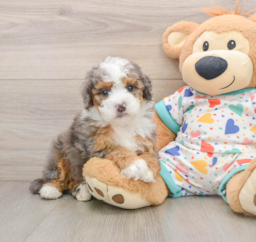 5 week old Mini Bernedoodle Puppy For Sale - Windy City Pups