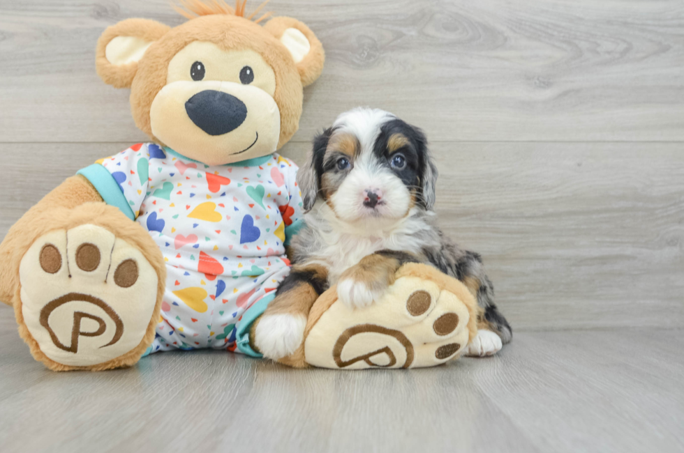 7 week old Mini Bernedoodle Puppy For Sale - Windy City Pups