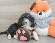 6 week old Mini Bernedoodle Puppy For Sale - Windy City Pups