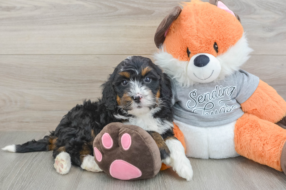 6 week old Mini Bernedoodle Puppy For Sale - Windy City Pups