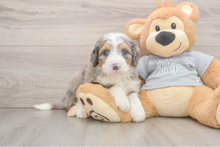 Fluffy Mini Bernedoodle Poodle Mix Pup