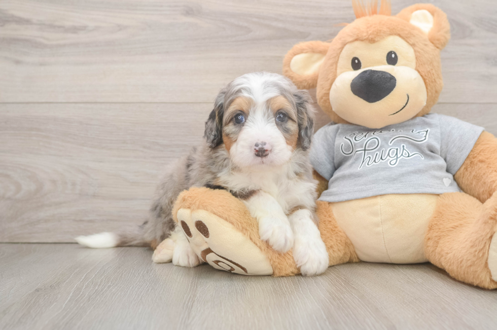 5 week old Mini Bernedoodle Puppy For Sale - Windy City Pups