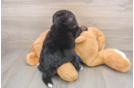 Smart Mini Bernedoodle Poodle Mix Pup