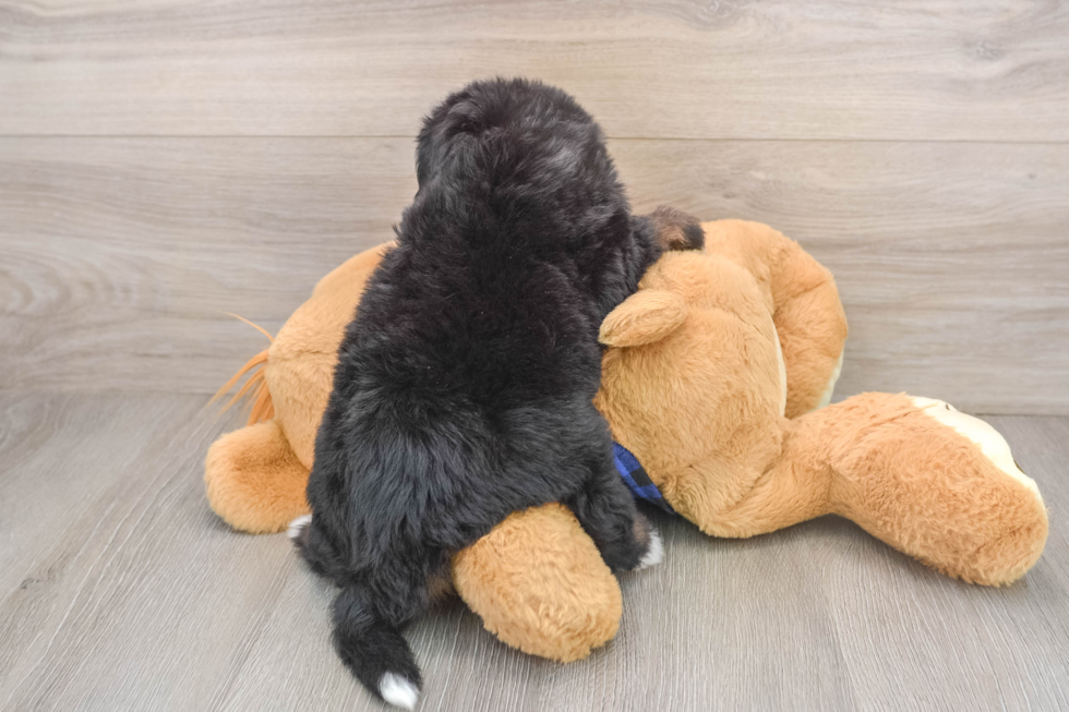 Smart Mini Bernedoodle Poodle Mix Pup