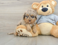 8 week old Mini Bernedoodle Puppy For Sale - Windy City Pups