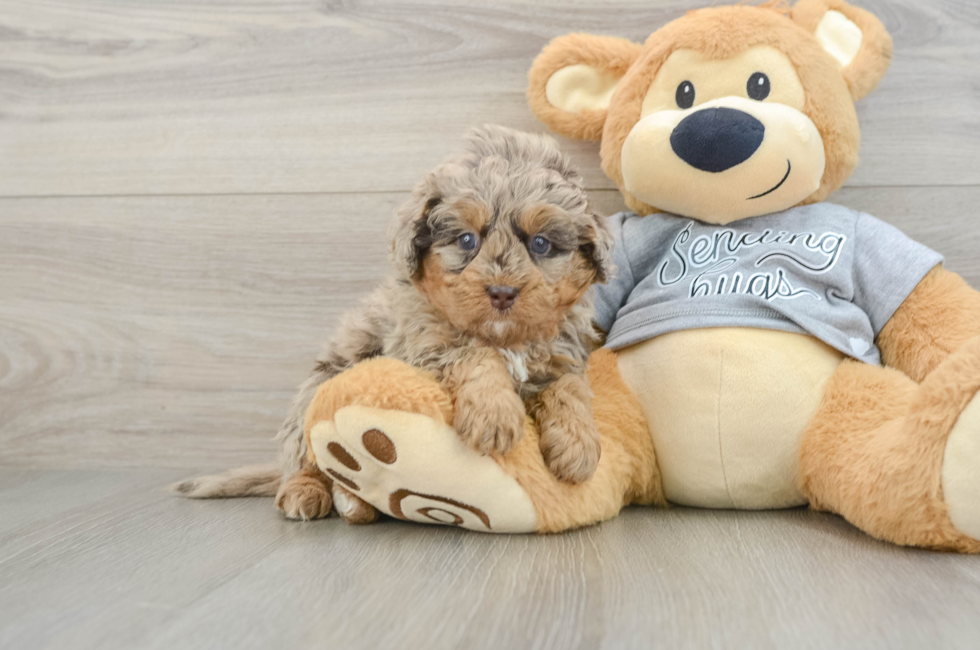 6 week old Mini Bernedoodle Puppy For Sale - Windy City Pups