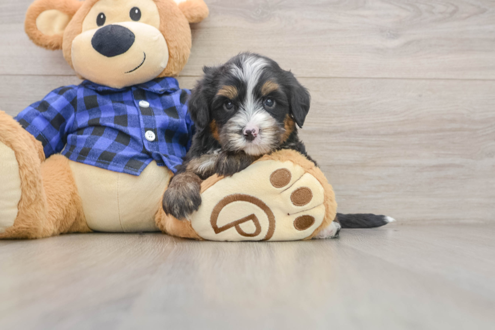 Fluffy Mini Bernedoodle Poodle Mix Pup